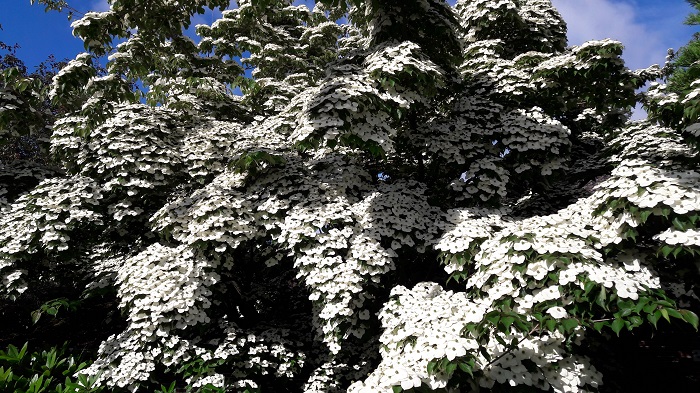 Cornus Claudia Blüttenmeer (by A. Steffen)