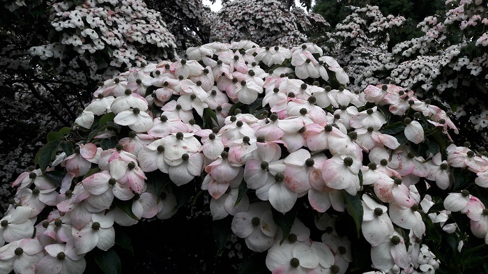 Cornus Claudia abblühende Brakteen  (by A. Steffen)