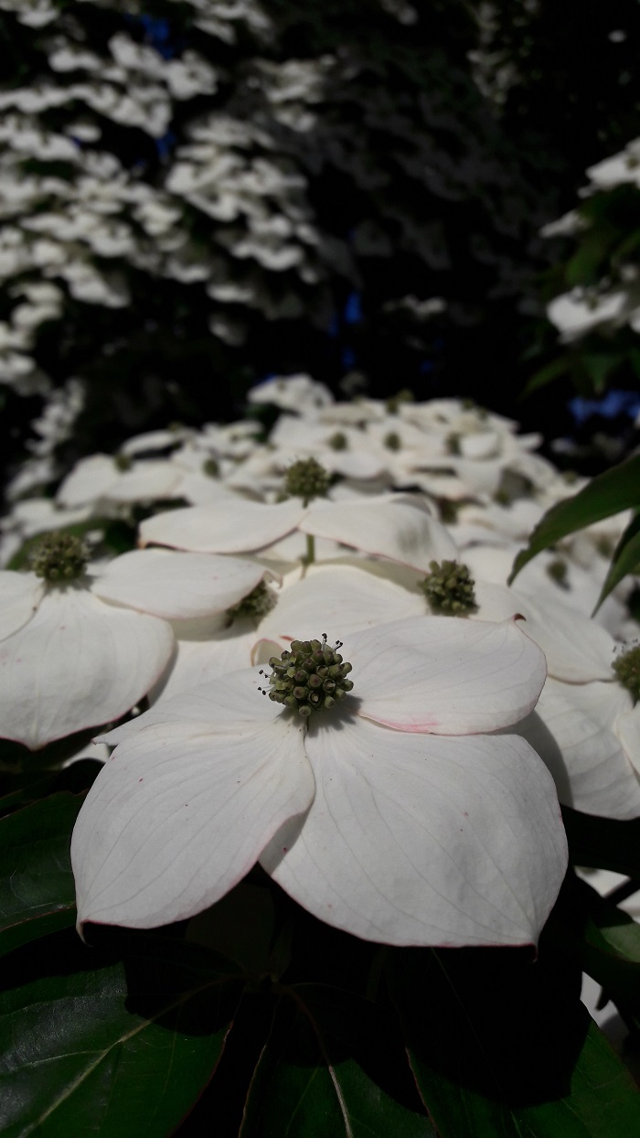 Cornus Claudia (by A. Steffen)