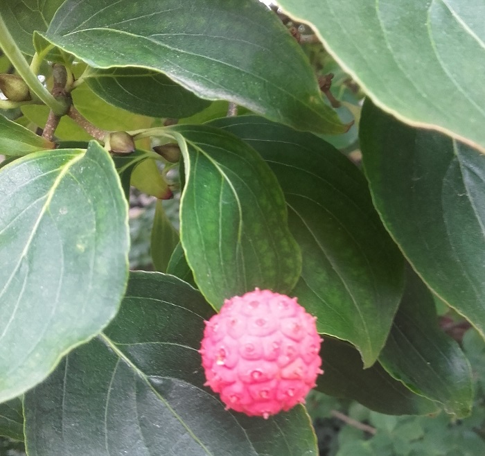 Cornus Claudia Frucht und Knospen (by A. Steffens)