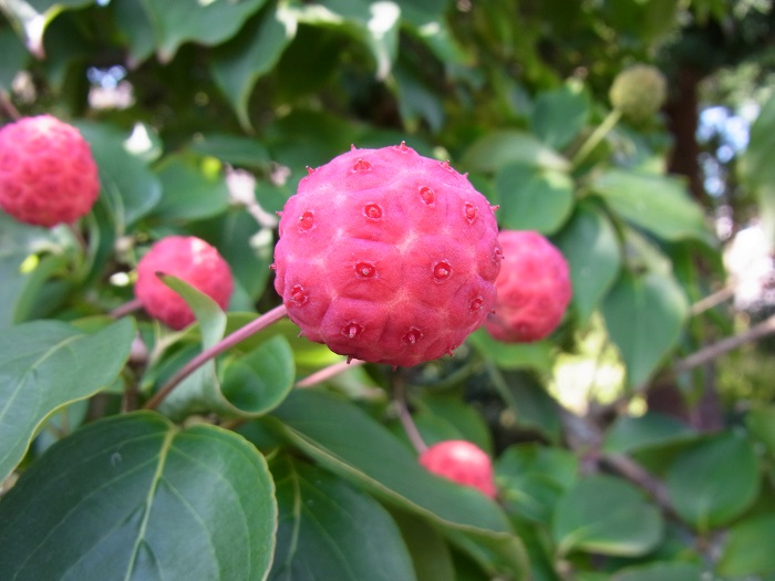  Cornus Claudia Früchte (by A. Steffen)