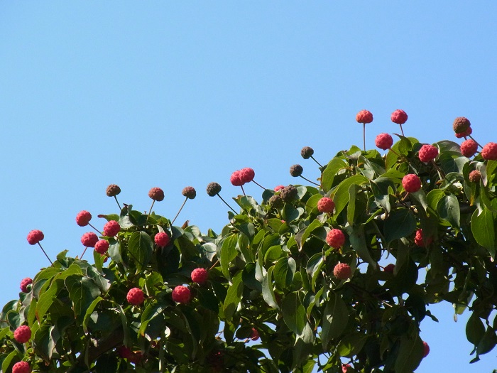 Cornus Claudia Fruchtstände (by A. Steffen)