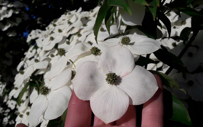  Cornus Claudia Blütengröße (by A. Steffen)