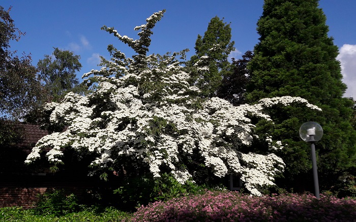  Cornus Claudia Mutterpflanze (by A. Steffen) 