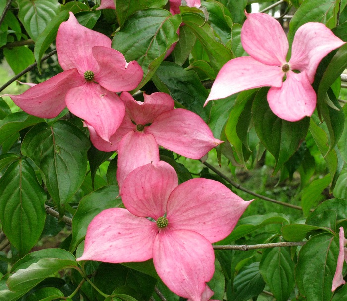 Cornus Rosy Teacups® Brakteen (by W. Eberts)