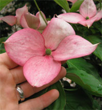  Cornus Rosy Teacups® Blütengröße (by Rutgers)