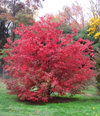 Cornus Rosy Teacups® Herbstfärbung (by Rutgers)