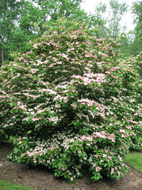 Cornus Rosy Teacups® Solitär (by Rutgers)