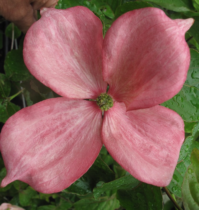 Cornus Rosy Teacups® Einzelblüte (by W. Eberts)