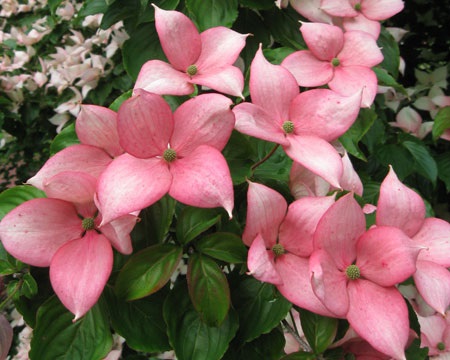  Cornus Rosy Teacups® (by Rutgers) 