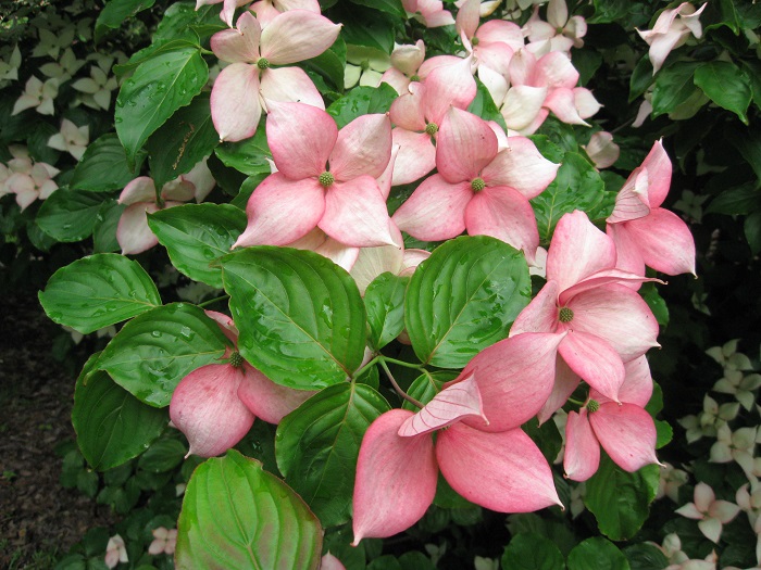 Cornus Rosy Teacups® Zweig (by W. Eberts)