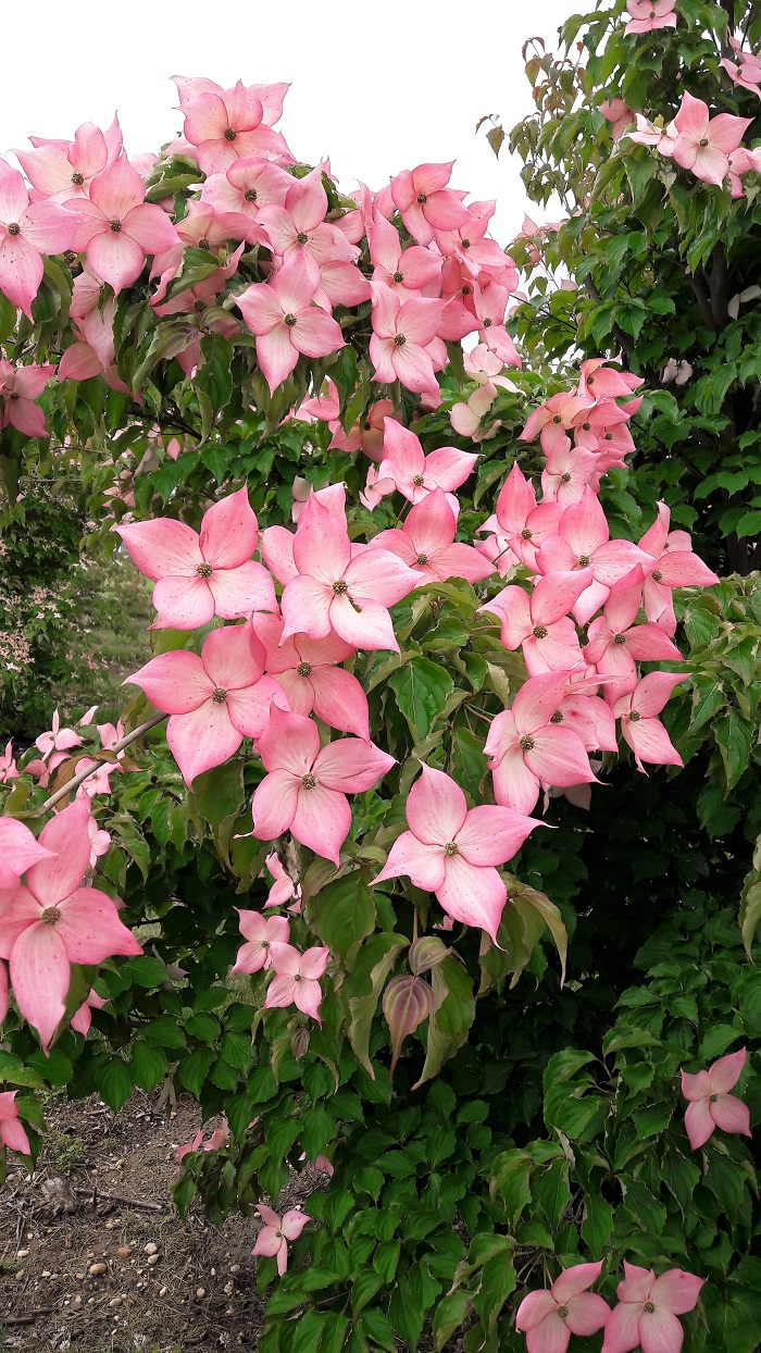 Cornus Rosy Teacups®  (by A. Steffen)