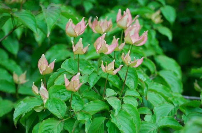  Cornus Rosy Teacups® Blütenknospen (by W. Eberts)