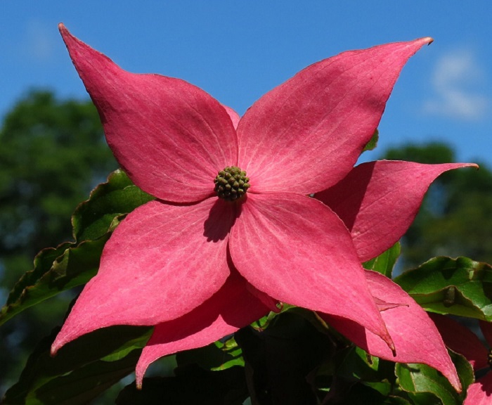 Cornus Scarlet Fire® (by Rutgers)