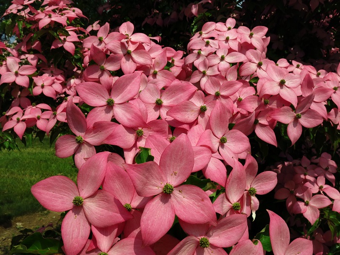  Brakteer nach der Blüte