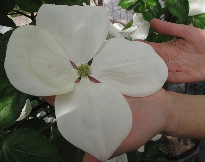  Cornus Venus® Blütengröße (by W. Eberts)