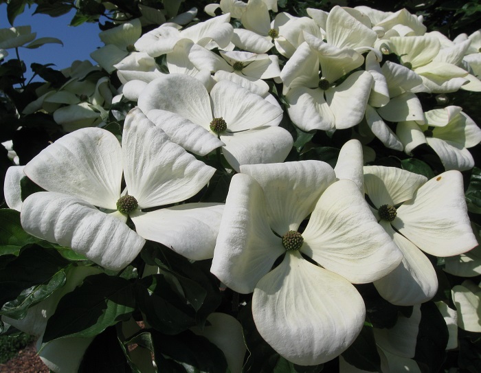 Cornus Venus® Blüten (by W. Eberts)