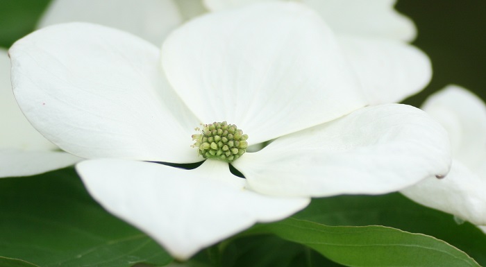 Cornus Venus® Einzelblüte (by W. Eberts)