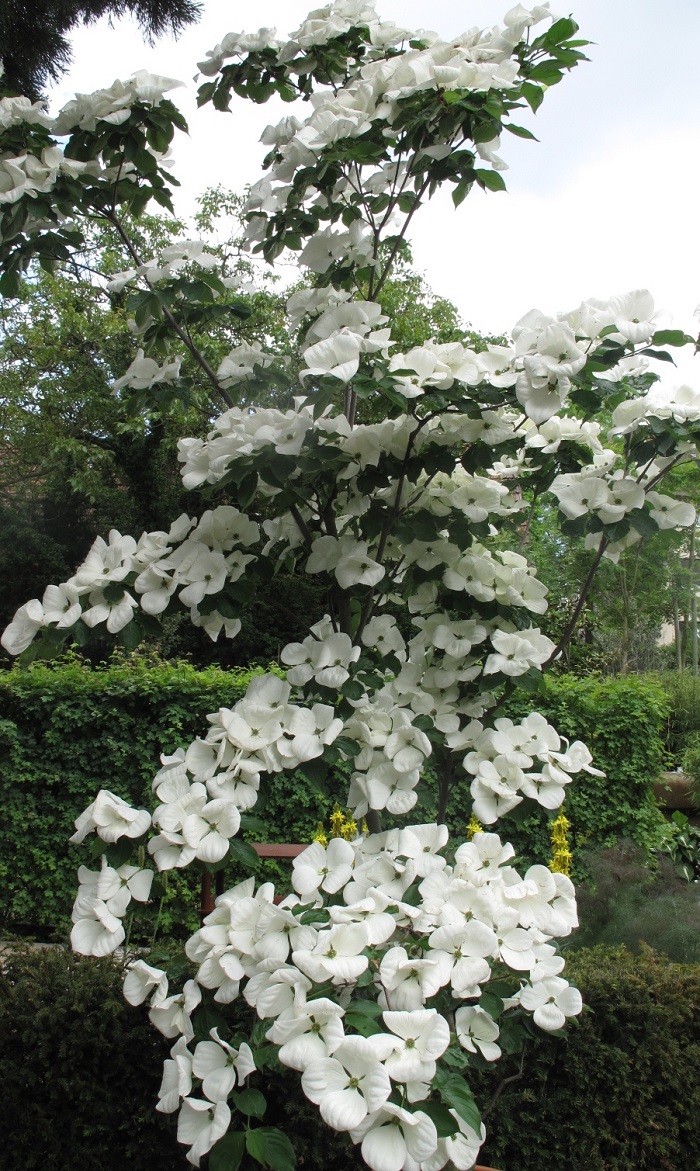 Cornus Venus® Solitär (by W. Eberts)