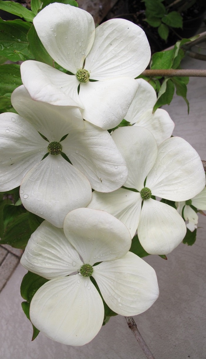  Cornus Venus® Zweig (by W. Eberts)