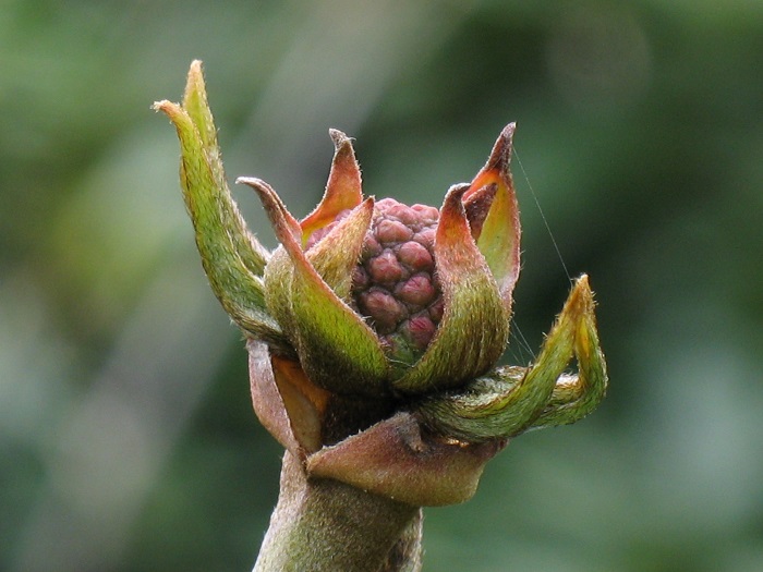  Cornus Venus® Blütenknospe (by W. Eberts)